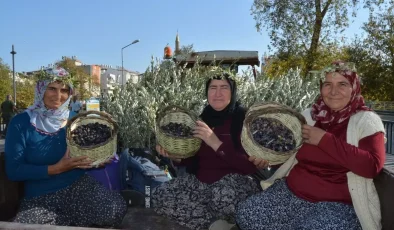 Manavgat’ta Zeytin ve Zeytinyağı Festivali Başladı